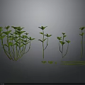 Green Plant 3D Models with Various Stems Leaves and Scattered Foliage