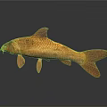 Realistic Golden Carp Fish With Shiny Scales And Reflection On Dark Background