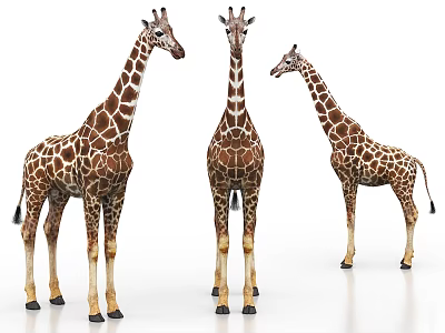 Three Spotted Giraffes Standing With Long Necks And Brown Patterns 3d model
