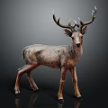 Deer With Large Antlers Standing On Black Background Showing Brown Fur