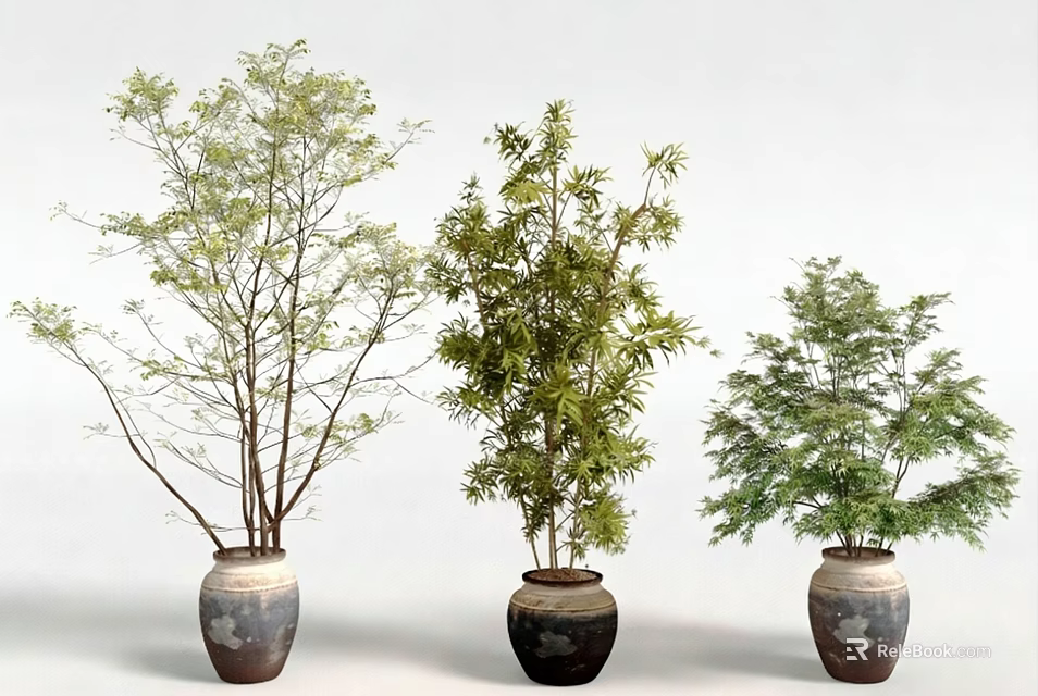Bonsai Potted Plants in Ceramic Pots with Various Green Leaf Species 3d model 