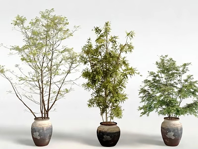 Bonsai Potted Plants in Ceramic Pots with Various Green Leaf Species 3d model