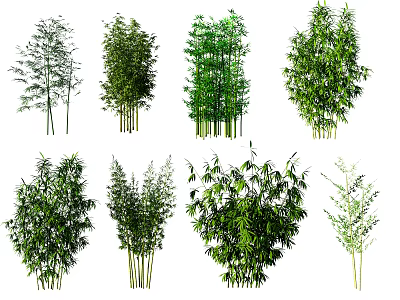 Various Types Of Bamboo Plants With Diverse Leaf Shapes And Heights 3d model