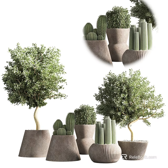Bonsai Potted Plants With Cactus And Mini Trees In Decorative Ceramic Containers 3d model