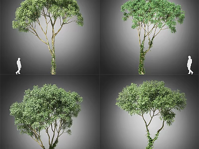 Lush Arbor With Ivy Covered Trunk And Human Figure For Scale In Multiple Views 3d model