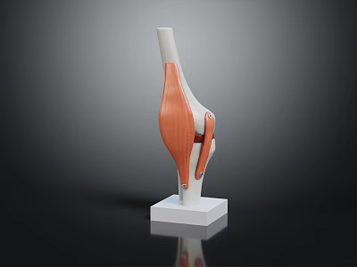 Leg Muscle Bone Anatomical Model With White Bones Orange Muscles White Square Base Dark Background 3d model