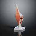 Leg Muscle Bone Anatomical Model With White Bones Orange Muscles White Square Base Dark Background