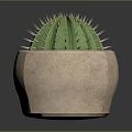 Green Cactus Plant with Spiky Thorns in Terracotta Pot on Dark Reflective Surface