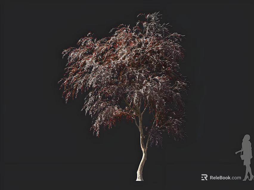 Tall Arbor With Purple Crimson Foliage And Slender Drooping Branches Against Dark Background 3d model 