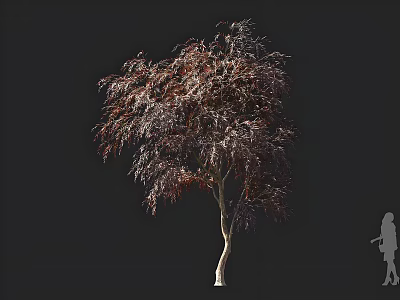 Tall Arbor With Purple Crimson Foliage And Slender Drooping Branches Against Dark Background 3d model