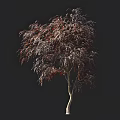 Tall Arbor With Purple Crimson Foliage And Slender Drooping Branches Against Dark Background