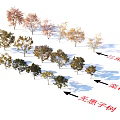 Various Arbor Varieties Including Triangle Maple Koelreuteria And Soapberry Trees 3d model