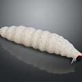 White Caterpillar With Orange Vein Like Patterns Red Head And White Antennae