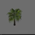 Tall Healthy Tropical Palm Tree With Vibrant Green Fronds And Textured Brown Trunk