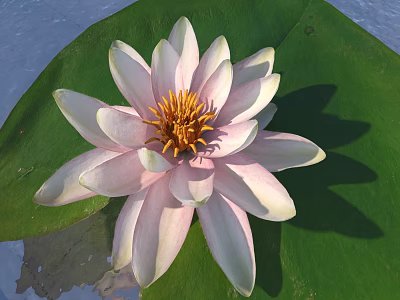 Pink Water Lily Flower With Green Leaf Floating On Water Surface 3d model