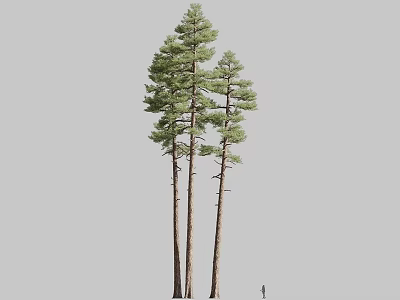 Three Tall Evergreen Pine Trees with Straight Trunks Lush Foliage and Small Human Figure 3d model