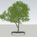 White Circular Flower Pot Base Supporting Green Leafy Tree in Garden 3d model