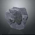 Natural Stone Material With Visible Embedded Trilobite Fossil And Rough Surface Texture