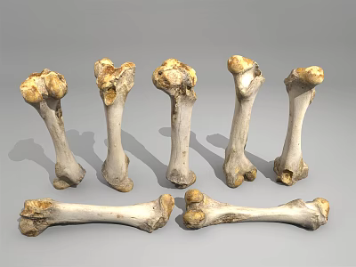 Modern bone dog bone 3d model