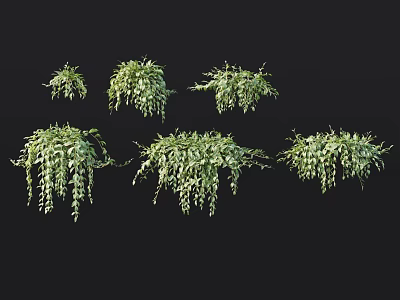 Green Hanging Plants With Lush Trailing Leaves As Scenery Decorative Elements 3d model