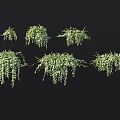 Green Hanging Plants With Lush Trailing Leaves As Scenery Decorative Elements 3d model