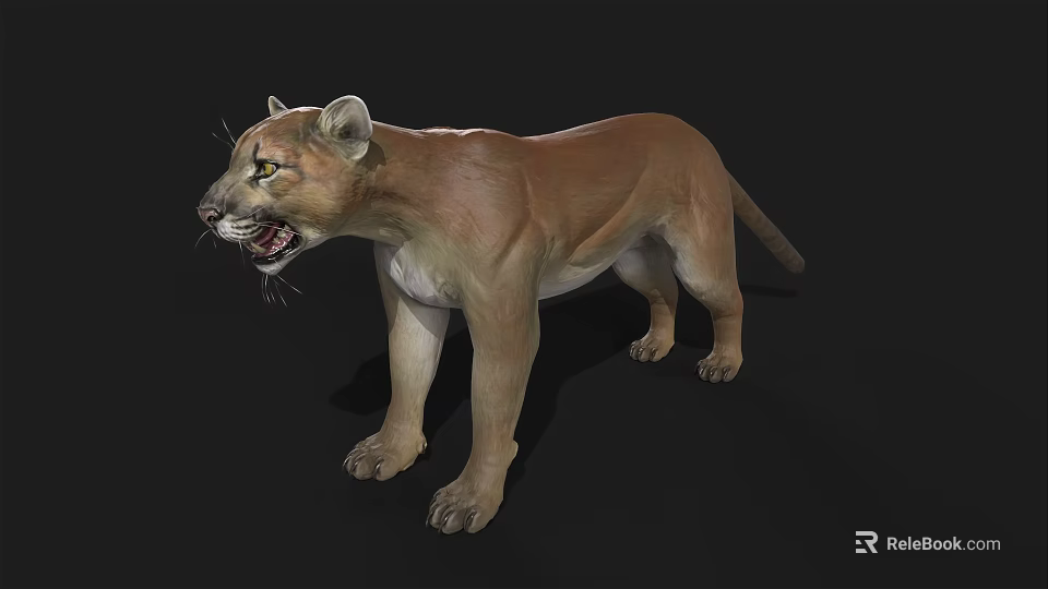 Realistic 3D Cougar Model With Open Mouth And Yellow Eyes On Black Background 3d model 