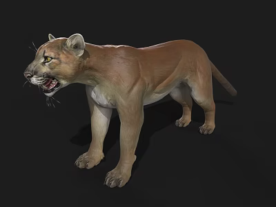 Realistic 3D Cougar Model With Open Mouth And Yellow Eyes On Black Background 3d model