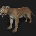 Realistic 3D Cougar Model With Open Mouth And Yellow Eyes On Black Background