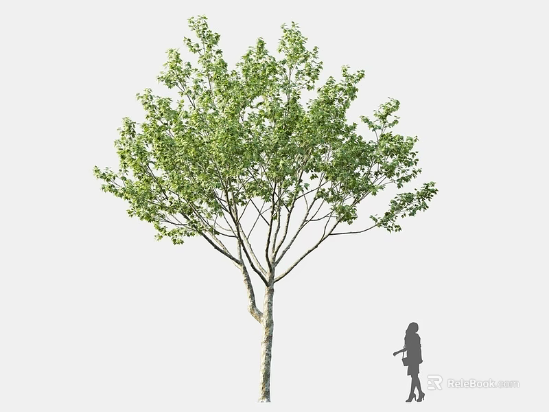 Lush Green Tree With Dense Foliage And Person Silhouette Standing Nearby 3d model 