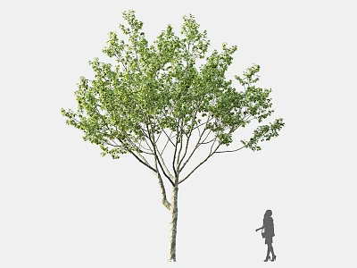 Lush Green Tree With Dense Foliage And Person Silhouette Standing Nearby 3d model