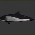 Sleek Black And White Dolphin Aquatic Animal With Smooth Body And Reflective Surface