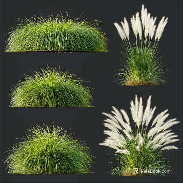 Ornamental Decorative Grass Set With Green Foliage And White Plumes 3d model 