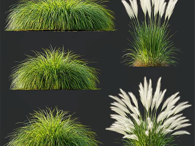 Ornamental Decorative Grass Set With Green Foliage And White Plumes 3d model