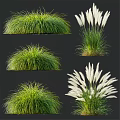 Ornamental Decorative Grass Set With Green Foliage And White Plumes