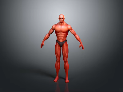 Muscular Man 3D Model with Well Defined Physique in Standing Pose 3d model