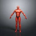 Muscular Man 3D Model with Well Defined Physique in Standing Pose