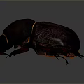 Shiny Dark Beetle With Orange Accents And Detailed Exoskeleton Close Up