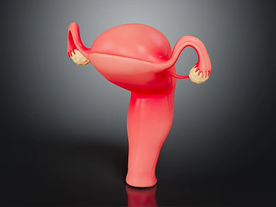 Anatomical Model Of Pink Human Uterus With Fallopian Tubes And Ovaries 3d model