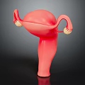 Anatomical Model Of Pink Human Uterus With Fallopian Tubes And Ovaries