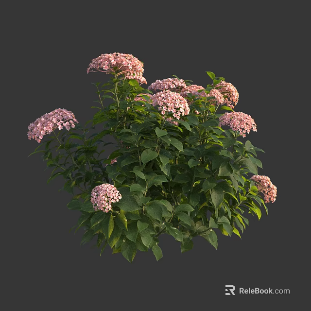 Pink Hydrangea Plant With Lush Green Leaves And Vibrant Blooming Flowers 3d model 