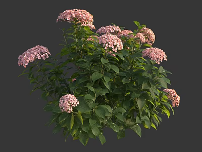 Pink Hydrangea Plant With Lush Green Leaves And Vibrant Blooming Flowers 3d model