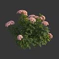 Pink Hydrangea Plant With Lush Green Leaves And Vibrant Blooming Flowers