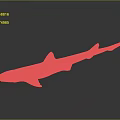 Realistic Orange Spotted Shark With Red Fins On Gray Gradient Background