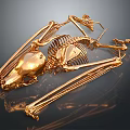 Detailed Golden Animal Skeleton Displaying Bone Organs And Skeletal Structure