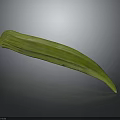 Fresh Green Okra Vegetable With Long Curved Shape And Smooth Surface 3d model