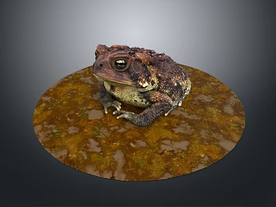 Toad Sitting On Circular Textured Platform With Brown And Green Patches 3d model