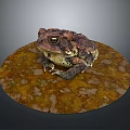 Toad Sitting On Circular Textured Platform With Brown And Green Patches