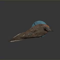 Taxidermy Bird With Brown And Orange Feathers On Blue Base Against Dark Background