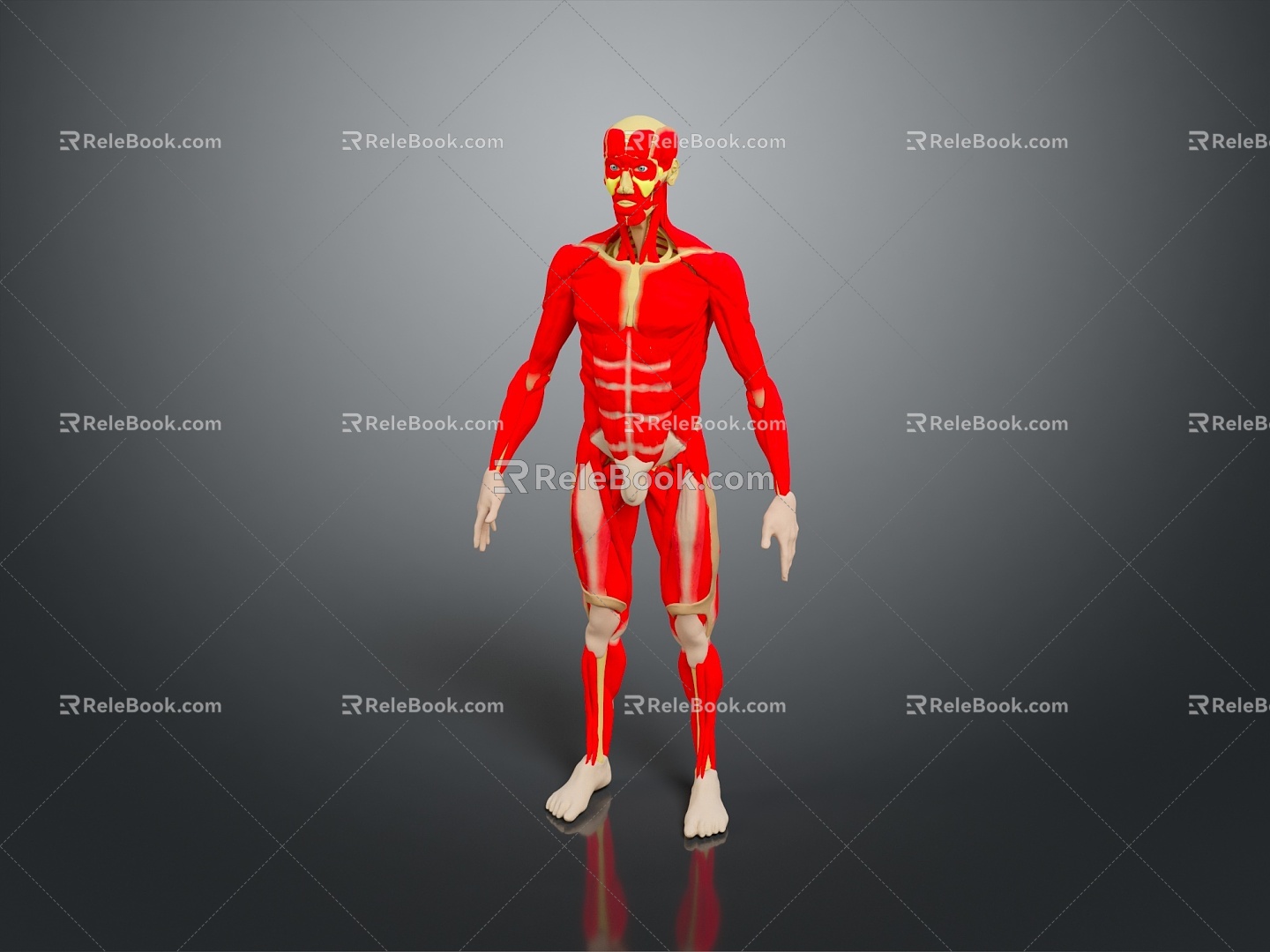 Muscle Human Muscle Human Muscle Human Muscle Tissue Human Organ 3d model