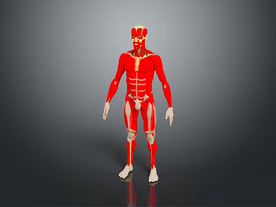 Muscle Human Muscle Human Muscle Human Muscle Tissue Human Organ 3d model